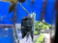 NASSARIUS SNAIL